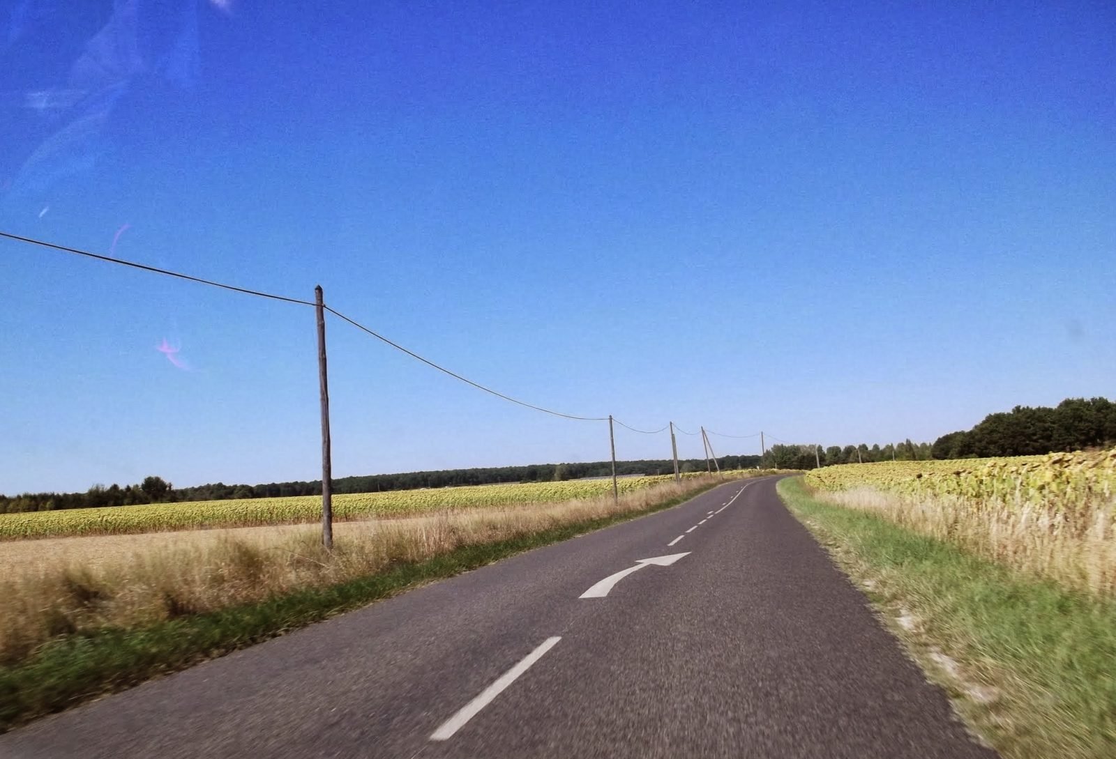 Sunflowers near Onzain, Loire Valley